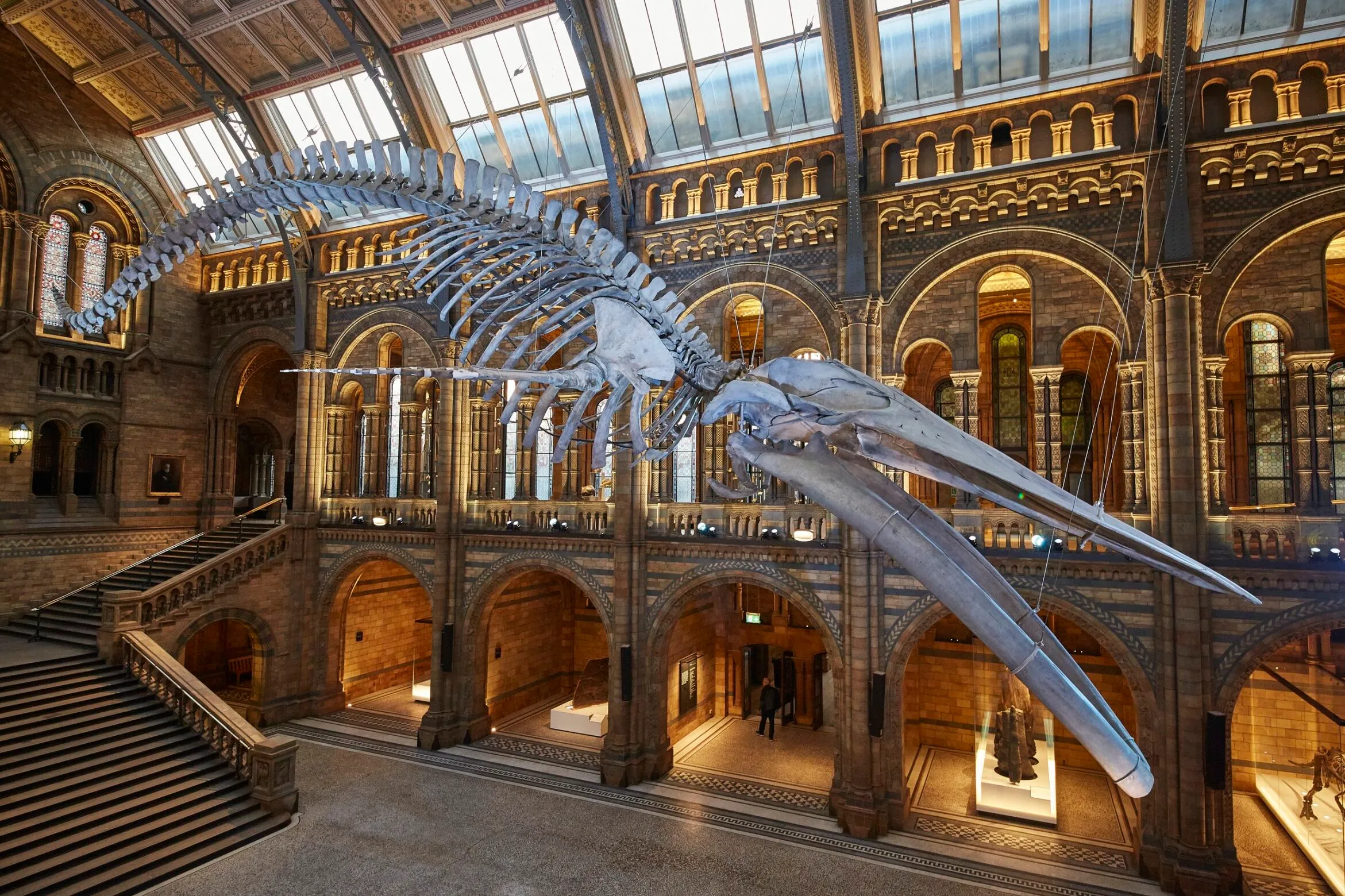Blue Whale skeleton hanging in Hintze Hall at the Natural History Museum.